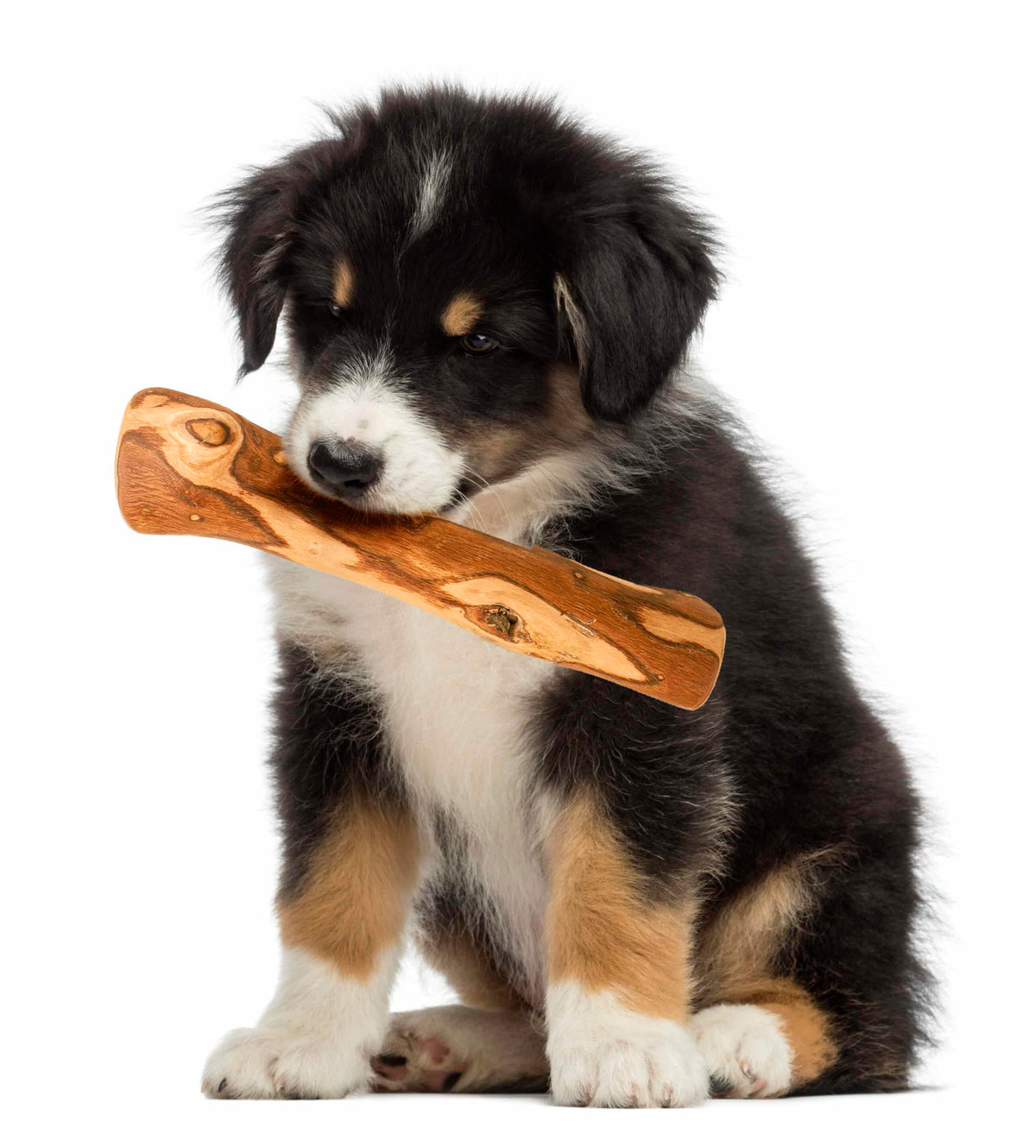 Olive Wood Chewing Bone for Dogs – Natural & Durable Chew Toy | Artisraw Tunisie